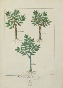 Illustration du Livre des Simples Médecines par Mattheaus Platearius (d.c.1161) c.1470 - Robinet Testard
